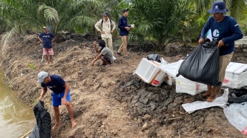 Kolaborasi Jaga Mangrove dan Tambak Udang: 458 Ribu Benur Ditebar di Desa Dabong Lewat Program Silvofishery