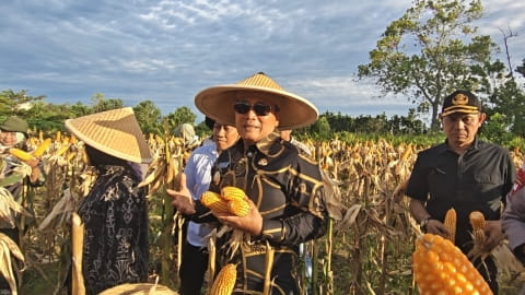 Bupati Kubu Raya dan NU Panen Jagung Bersama, Perkuat Gerakan Ketahanan Pangan