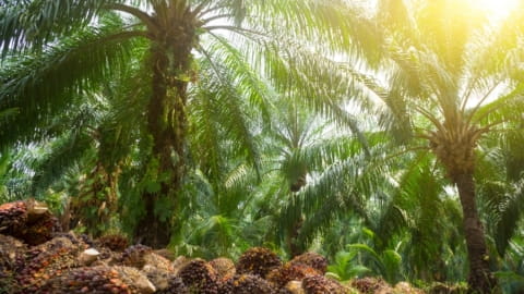 Harmoni Sawit dan Masyarakat: Penelitian Magister Sosiologi Ungkap Kunci Stabilitas Sosial di Kabupaten Sambas